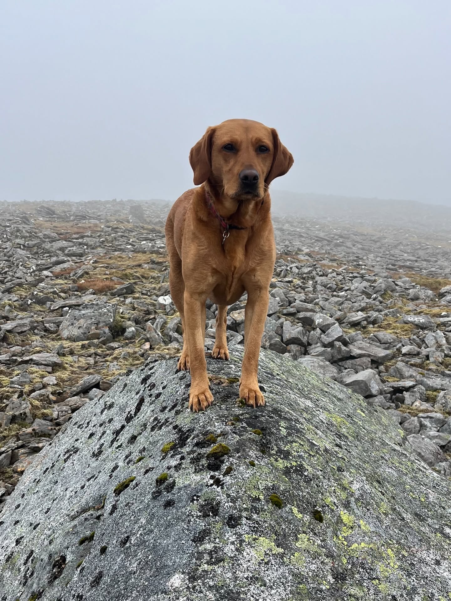 Ruadh on a misty boulder-strewn summit