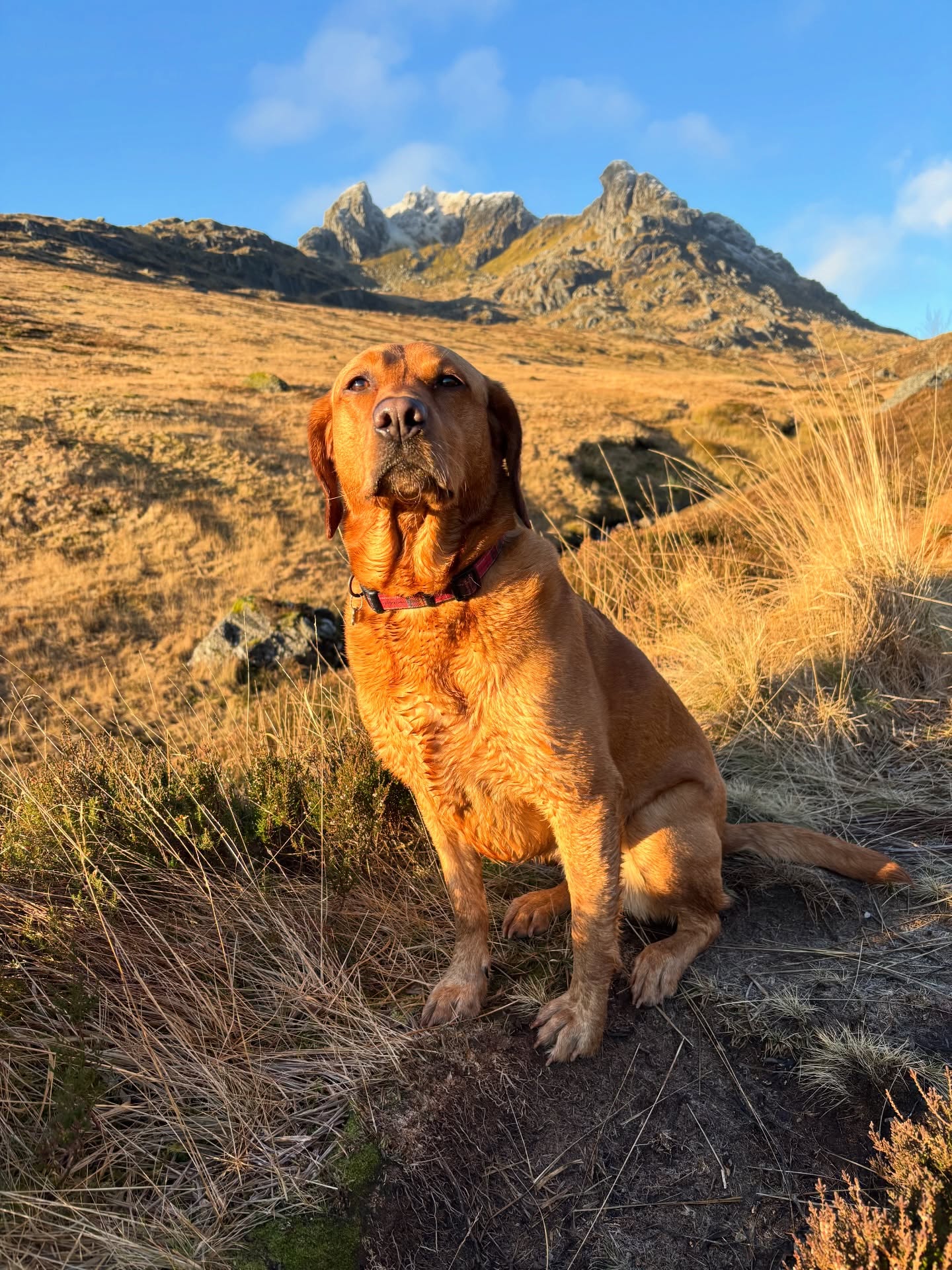 Ruadh below The Cobbler in golden light